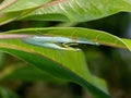 Macro Photo of  Praying Mantis Mating on Back of Green Leaf Royalty Free Stock Photo
