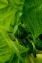 Macro photo of pumpkin bud with leaves. Royalty Free Stock Photo