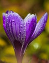 Macro photo of a purple crocus Royalty Free Stock Photo