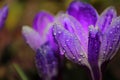 Macro photo of a purple crocus Royalty Free Stock Photo