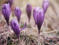 Macro photo of purple crocus flowers in spring. Royalty Free Stock Photo