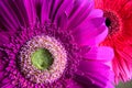 Macro photo of purple gerbera flower, fresh nature plant close-up