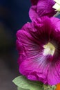 Macro photo of purple hollyhock