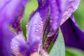Macro photo of a purple iris flower with drops of dew or rain in summer sunlight on a green background Royalty Free Stock Photo