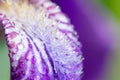 Macro photo of a purple iris flower with drops of dew or rain in summer sunlight on a green background Royalty Free Stock Photo