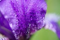 Macro photo of a purple iris flower with drops of dew or rain in summer sunlight on a green background Royalty Free Stock Photo