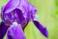 Macro photo of a purple iris flower with drops of dew or rain in summer sunlight on a green background Royalty Free Stock Photo