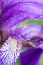 Macro photo of a purple iris flower with drops of dew or rain in summer sunlight on a green background Royalty Free Stock Photo