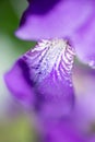 Macro photo of a purple iris flower with drops of dew or rain in summer sunlight on a green background Royalty Free Stock Photo