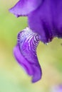 Macro photo of a purple iris flower with drops of dew or rain in summer sunlight on a green background Royalty Free Stock Photo