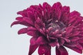 Macro photo of a purple pink Chrysanthemum flower with a large center water droplet Royalty Free Stock Photo