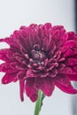Macro photo of a purple pink Chrysanthemum flower with large water drops Royalty Free Stock Photo