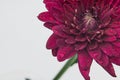 Macro photo of a purple pink Chrysanthemum flower with water droplets and green stalk Royalty Free Stock Photo