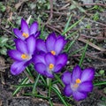 Macro photo purple spring blooming crocus. Closeup of purple crocuses Royalty Free Stock Photo