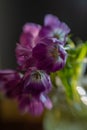 Lensbaby tulip