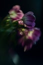 Lensbaby tulip