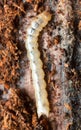 Pytho depressus larva on burnt pine wood