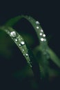 Macro Photo of Rain Drops on Grass Vegetation