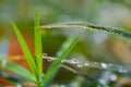 Macro photo of raindrop, water drop from morning autumn dew on grass Royalty Free Stock Photo