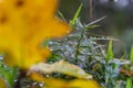 Macro photo of raindrop, water drop from morning autumn dew on grass with blured leave Royalty Free Stock Photo