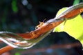 Macro photo of red ant and creeper Royalty Free Stock Photo