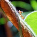 Macro photo of red ant and creeper Royalty Free Stock Photo