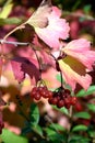 Macro photo. Red autumn berries and pink purple leaves.