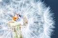 Macro photo of a red beautiful ladybug sitting on a white fluffy dandelion against a dark background Royalty Free Stock Photo