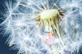 Macro photo of a red beautiful ladybug sitting on a white fluffy dandelion against a dark background Royalty Free Stock Photo