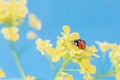 Macro photo of a red beautiful ladybug sitting on a yellow wild flower Royalty Free Stock Photo