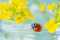 Macro photo of a red beautiful ladybug sitting on a yellow wild flower Royalty Free Stock Photo