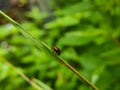 macro photo of a red black ladybug sitting on a green weed leaf, selective focus Royalty Free Stock Photo