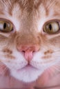 Macro photo of a red cat nose Royalty Free Stock Photo