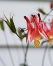 A macro photo of a red columbine flower