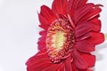 Macro photo from red daisy gerber flower close up view Royalty Free Stock Photo