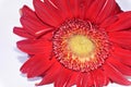 Macro photo from red daisy gerber flower close up view Royalty Free Stock Photo