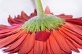 Macro photo from red daisy gerber flower close up view Royalty Free Stock Photo