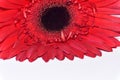 Macro photo from red daisy gerber flower close up view Royalty Free Stock Photo