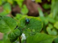 macro photo of a red eyed green fly on a green leaf, selective focus Royalty Free Stock Photo