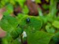 macro photo of a red eyed green fly on a green leaf, selective focus Royalty Free Stock Photo