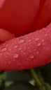 macro photo of a red flower petal with water drops after rain Royalty Free Stock Photo