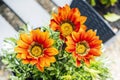 Red Gazania flowers, gardening theme