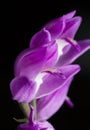 Macro photo of red Helleborine, Cephalanthera rubra