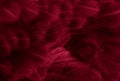 Macro photo of red hen feathers. background or textura Royalty Free Stock Photo