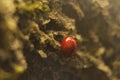 Macro photo of red lady bird on a tree trunk Royalty Free Stock Photo