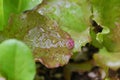 A macro-photo of red leafy lettuce with wet leaves after the rain.