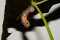 Macro photo of Red Orange caterpillar on a leaf Fragment of a green leaf in nature