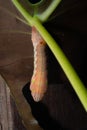 Macro photo of Red Orange caterpillar on a leaf Fragment of a green leaf in nature