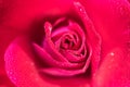 Macro photo of a red rose in drops of water. Bright beautiful floral abstract background image. Royalty Free Stock Photo