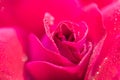 Macro photo of a red rose in drops of water. Bright beautiful floral abstract background image. Royalty Free Stock Photo